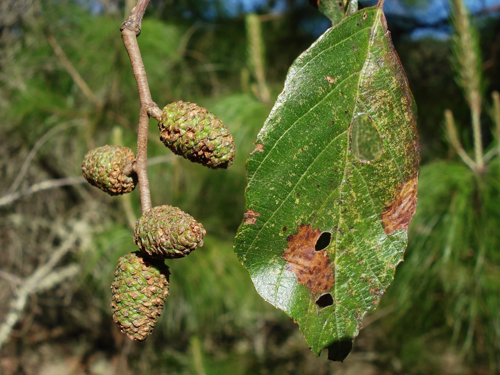 Alnus jorullensis